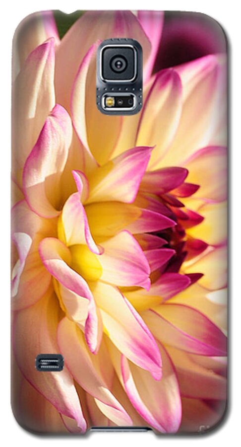 Nature Galaxy S5 Case featuring the photograph Pink Cream and Yellow Dahlia by Olivia Hardwicke
