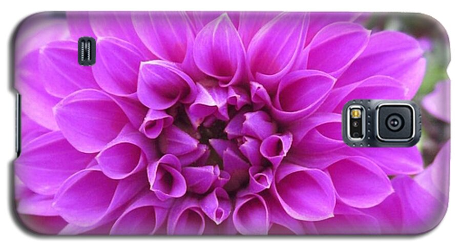 Dahlia Galaxy S5 Case featuring the photograph Pink Lady by Rosita Larsson