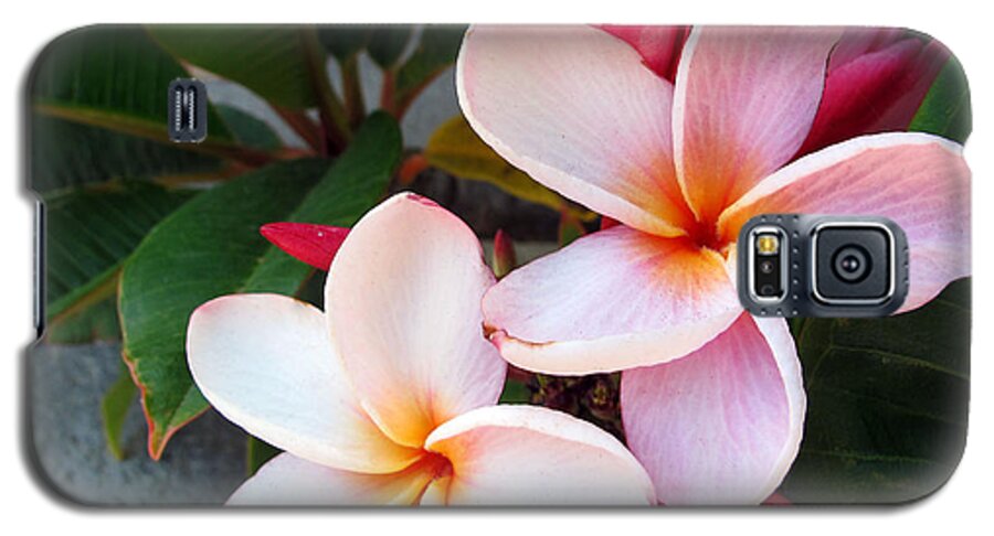 Flower Galaxy S5 Case featuring the photograph Plumeria by Kelly Holm
