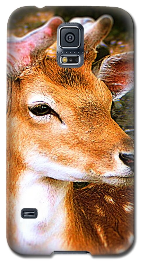  Deer Galaxy S5 Case featuring the photograph Portrait Male Fallow Deer by Femina Photo Art By Maggie