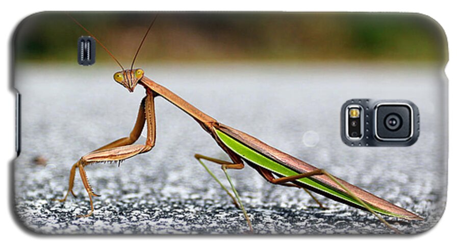 Insects Galaxy S5 Case featuring the photograph Posing for the Camera by Jennifer Robin