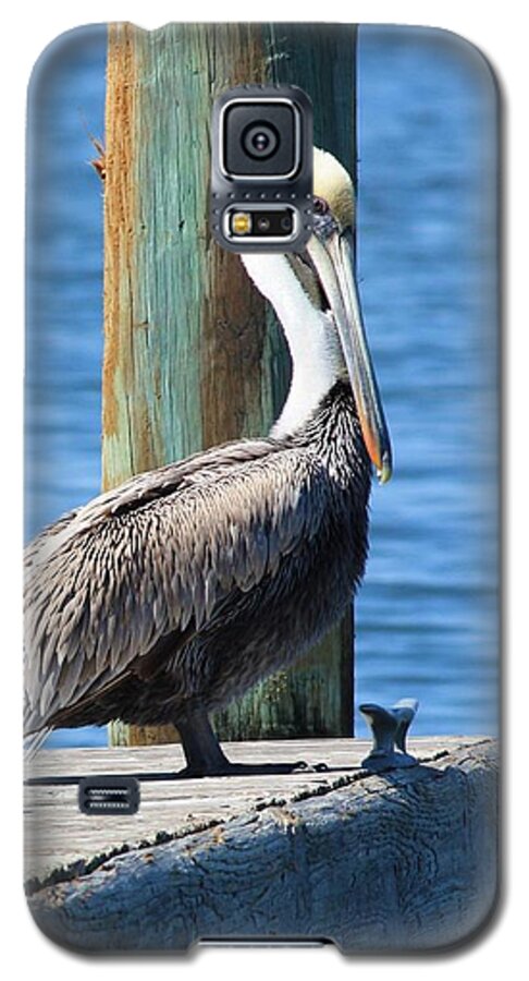 Animal Galaxy S5 Case featuring the photograph Posing Pelican by Carol Groenen