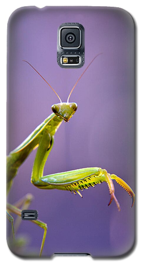 Insect Galaxy S5 Case featuring the photograph Praying Mantis by Eric Rundle