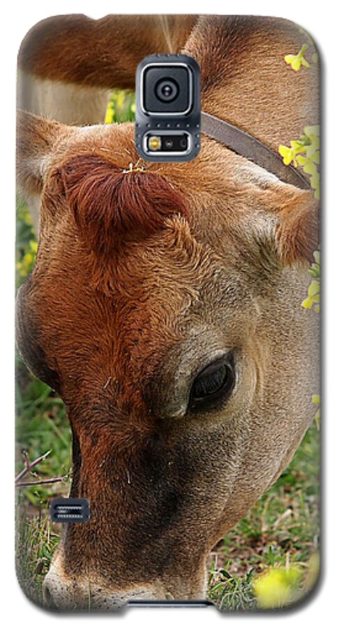 Jersey Cow Galaxy S5 Case featuring the photograph Pretty Jersey Cow Square by Gill Billington