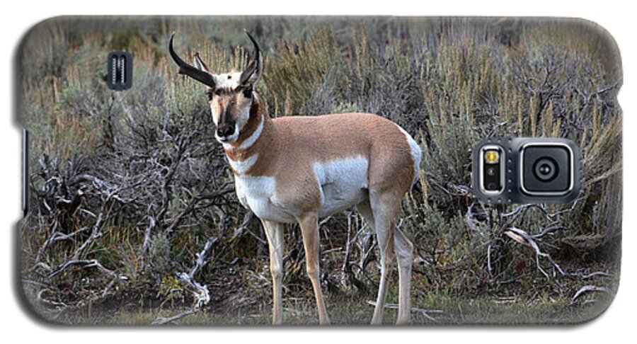 Pronghorn Galaxy S5 Case featuring the photograph Pronghorn by John Greco