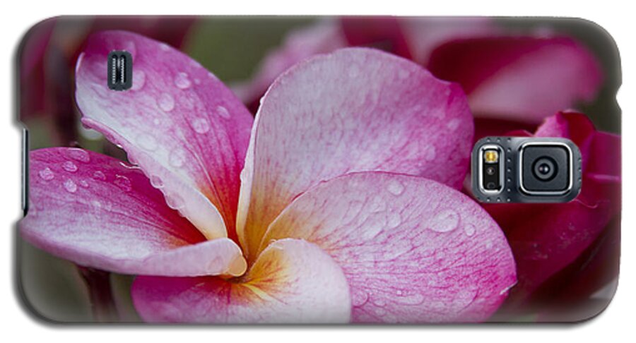 Aloha Galaxy S5 Case featuring the photograph Pua Melia Floral Celebration by Sharon Mau