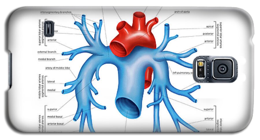 Anatomy Galaxy S5 Case featuring the photograph Pulmonary Arteries by Asklepios Medical Atlas