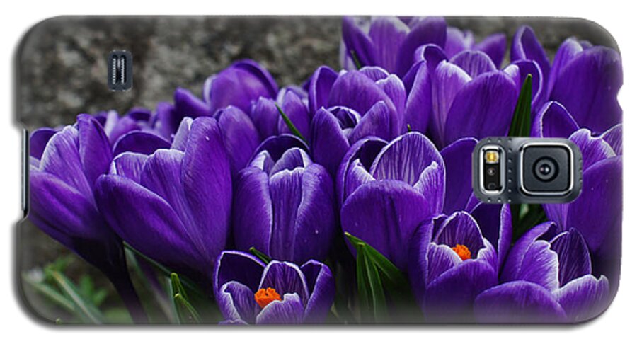 Crocus Galaxy S5 Case featuring the photograph Purple Crocus by Ron Roberts