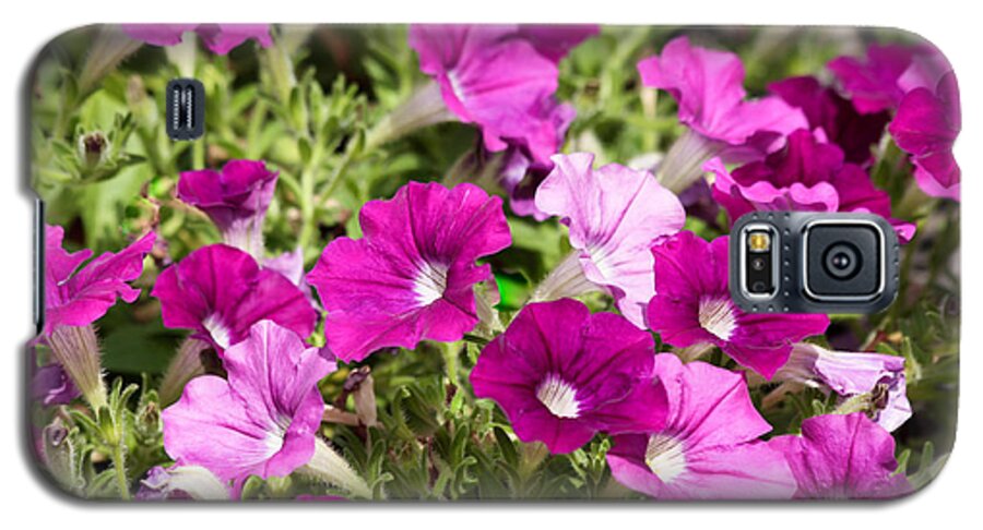 Nature Up Close Galaxy S5 Case featuring the photograph Purple Pansies by Ann Murphy