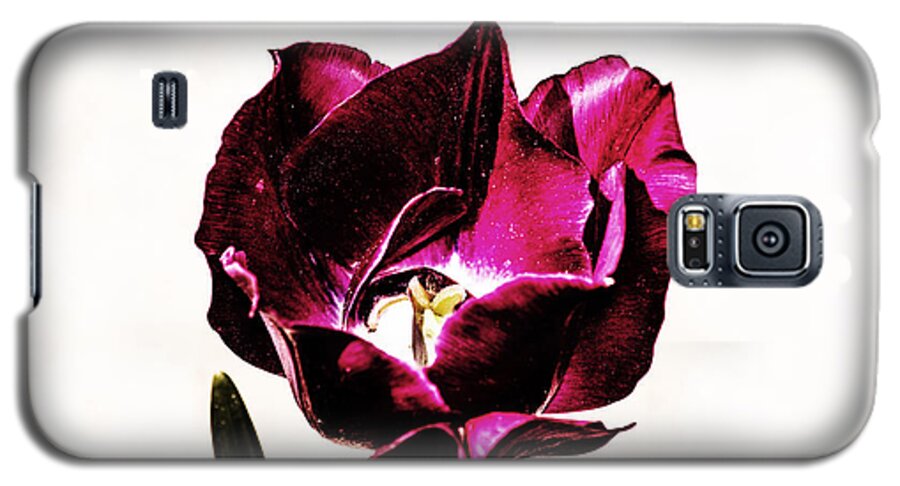 Tulip Galaxy S5 Case featuring the photograph Purple Tulip by Angela DeFrias