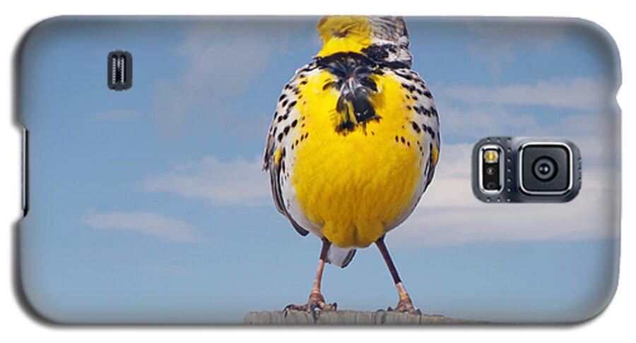 Meadowlark Galaxy S5 Case featuring the photograph Putting on the Ritz Meadowlark by Stephen Johnson