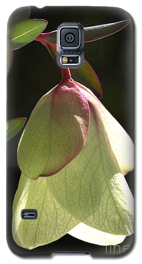 Qualup Bell Flower Galaxy S5 Case featuring the photograph Qualup Bell Flower by Joy Watson