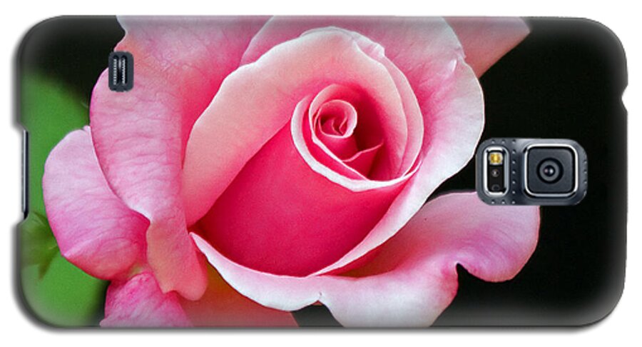 Rose Galaxy S5 Case featuring the photograph Queen Elizabeth Rose by Farol Tomson