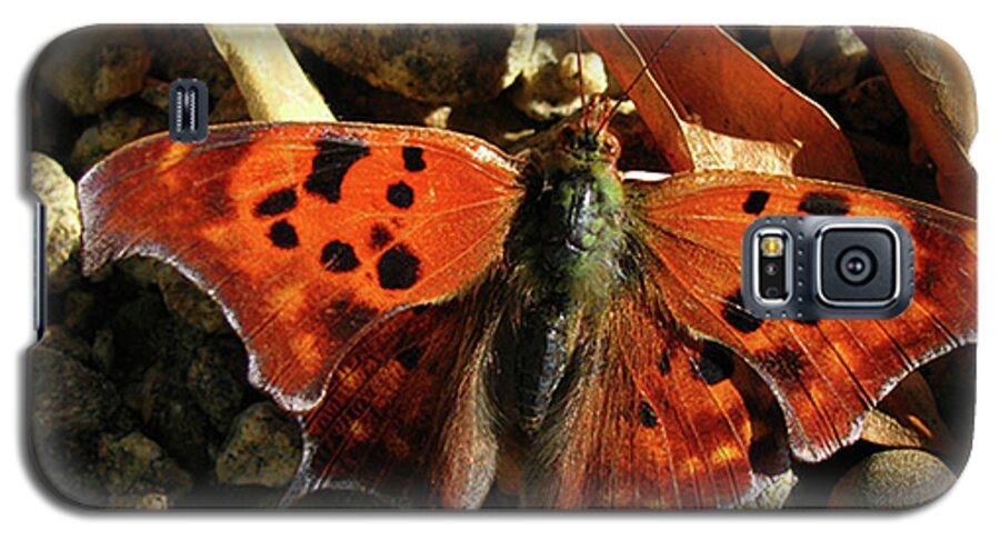 Butterfly Galaxy S5 Case featuring the photograph Question Mark Butterfly by Donna Brown