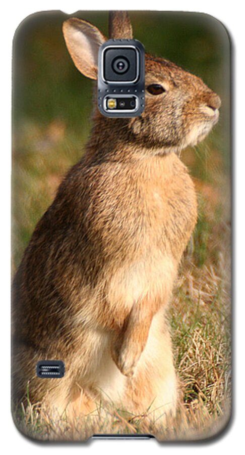 Wildlife Galaxy S5 Case featuring the photograph Rabbit Standing in the Sun by William Selander