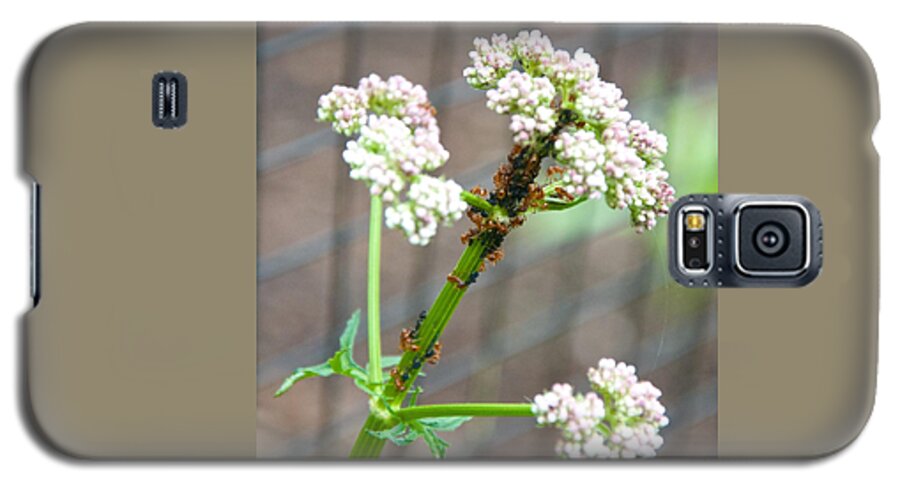 Insects Galaxy S5 Case featuring the photograph Red Ants and Valerian officinalis by Kristin Hatt
