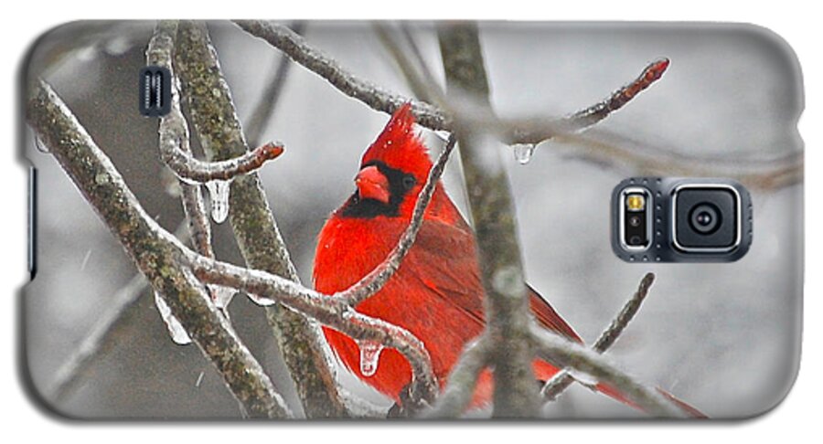 Cardinals Galaxy S5 Case featuring the photograph Red Cardinal Northern Bird by Peggy Franz