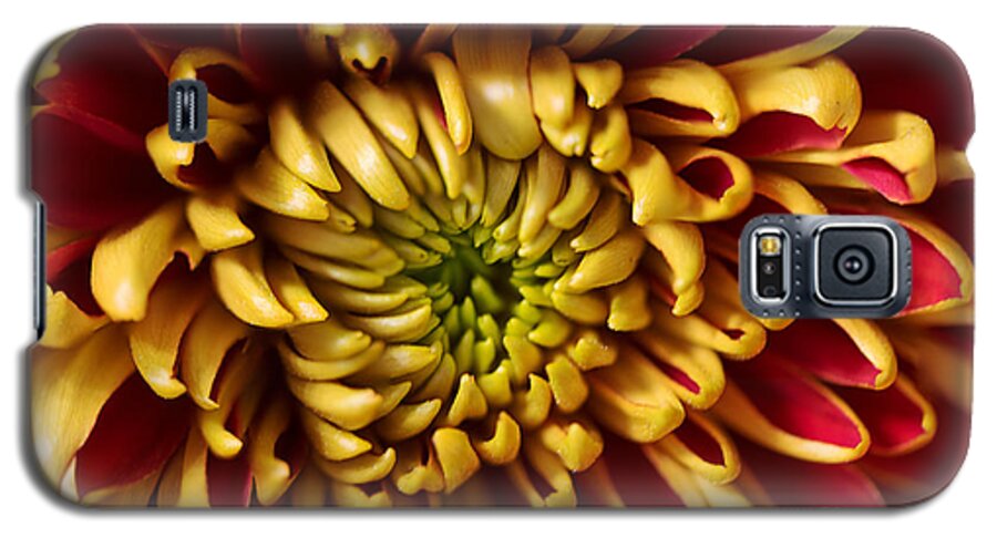 Chrysanthemum Galaxy S5 Case featuring the photograph Red Chrysanthemum by Matt Malloy