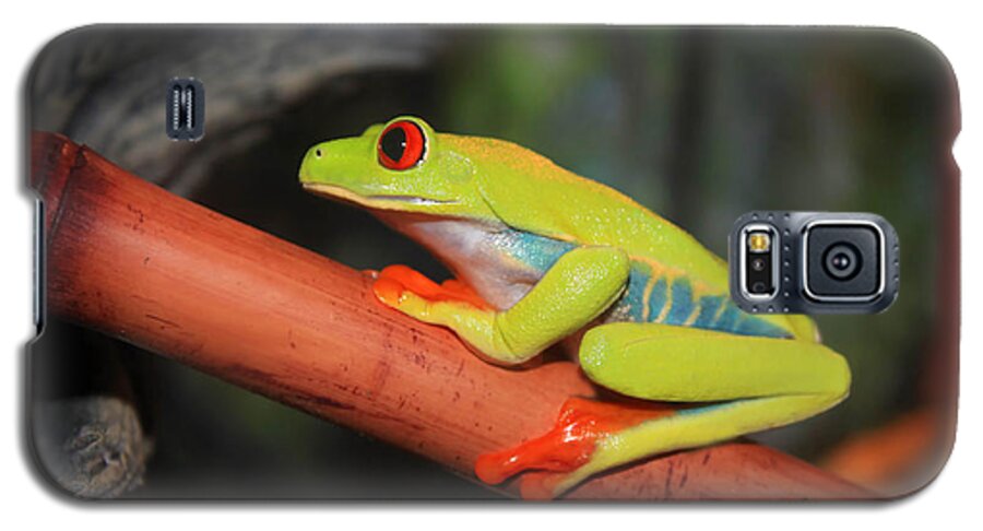 Red Eyed Tree Frog Galaxy S5 Case featuring the photograph Red Eyed Tree Frog by Cathy Beharriell