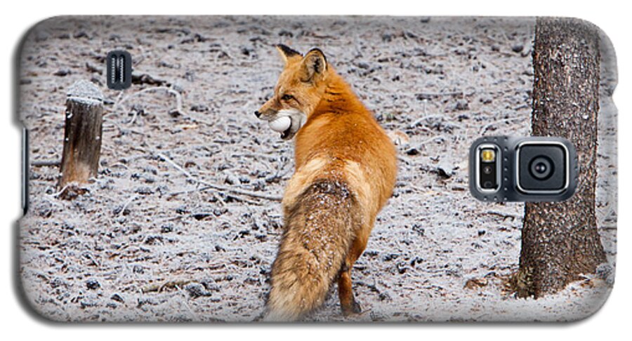 Animal Galaxy S5 Case featuring the photograph Red Fox Egg Thief by John Wadleigh