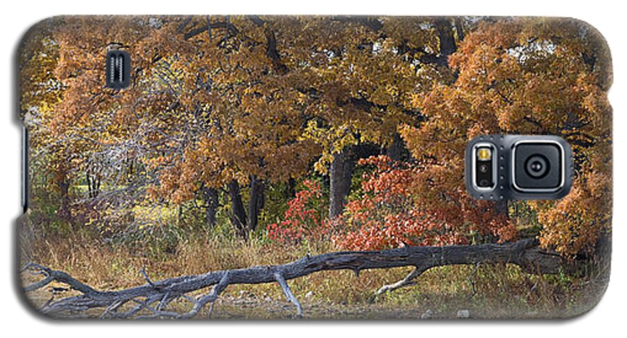 Autumn Galaxy S5 Case featuring the photograph Red Oaks on the Shore by Lynn Hansen