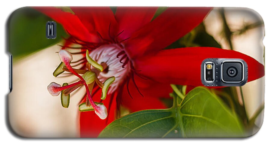 Florida Galaxy S5 Case featuring the photograph Red Passion Flower by Jane Luxton
