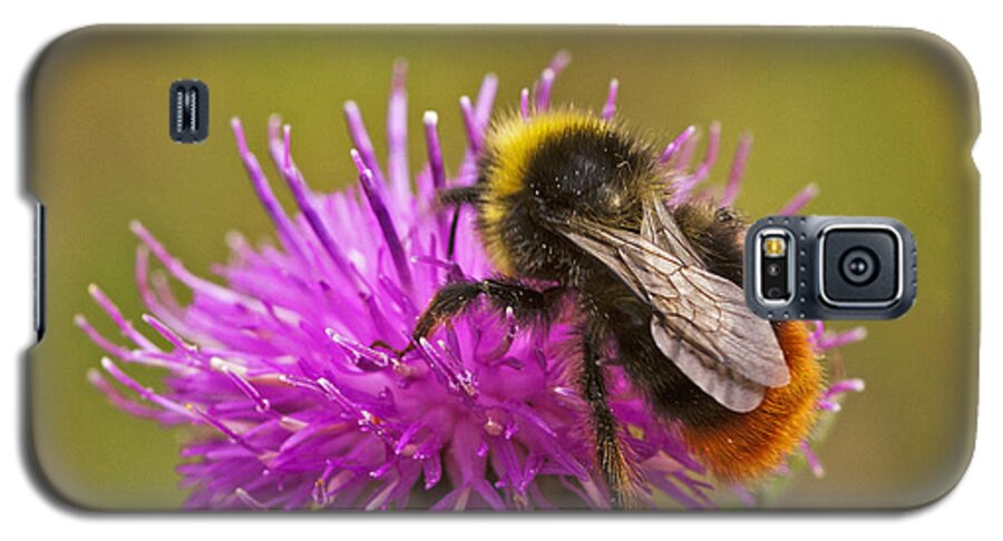 Bumblebee Galaxy S5 Case featuring the photograph Red Tail Bumble Bee by Paul Scoullar
