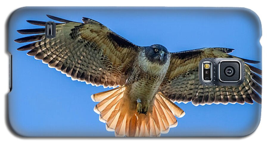 Red Galaxy S5 Case featuring the photograph Red Tail Hawk by Pierre Leclerc Photography