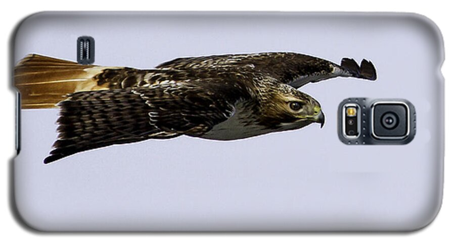 Red-tailed Hawk Galaxy S5 Case featuring the photograph Red-tailed Hawk in Flight 2 by Thomas Young