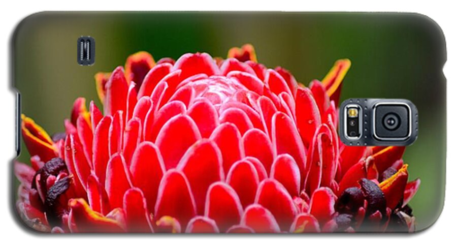 Ginger Galaxy S5 Case featuring the photograph Red Torch Ginger Flower head from tropics Singapore by Imran Ahmed