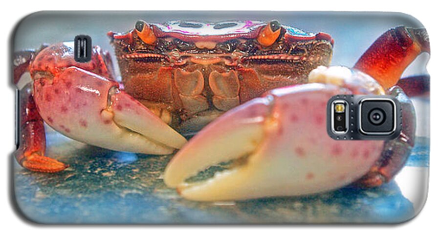 Crab Galaxy S5 Case featuring the photograph Redrock by Adria Trail