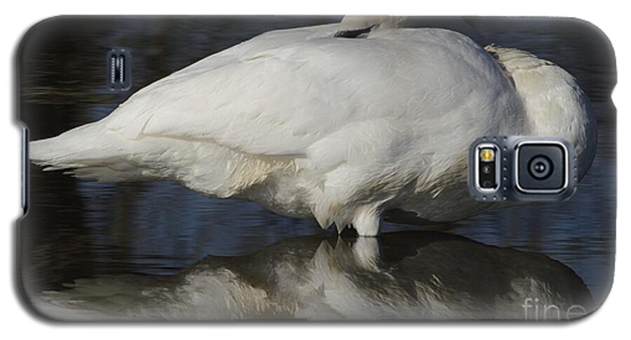 Swan Galaxy S5 Case featuring the photograph Reflect by Randy Bodkins