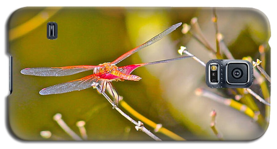 Nature Galaxy S5 Case featuring the photograph Resting Red Dragonfly by Cyril Maza