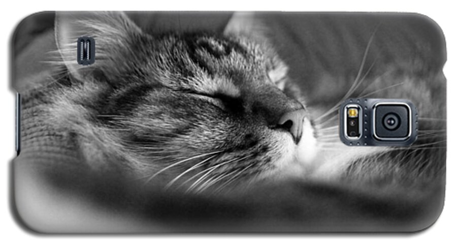 House Cat Galaxy S5 Case featuring the photograph Ringo by Joseph C Hinson
