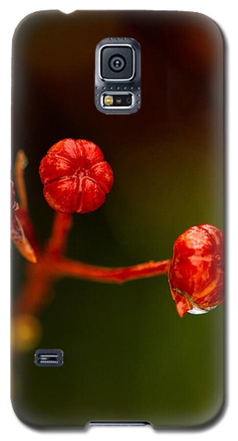 Grouse Mountain Galaxy S5 Case featuring the photograph Rose hips by Haren Images- Kriss Haren