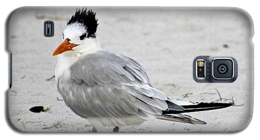 Royal Tern Galaxy S5 Case featuring the photograph Royal Tern - Adult Nonbreeding by Jeanne Juhos