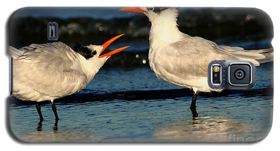 Animals Galaxy S5 Case featuring the photograph Royal Tern Courtship Dance by John F Tsumas