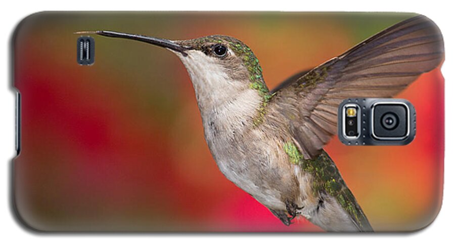 Ruby-throated Hummingbird Galaxy S5 Case featuring the photograph Ruby Throated Hummingbird by Dale Kincaid