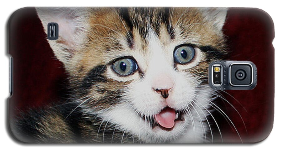 Naughty Kitten Galaxy S5 Case featuring the photograph Rude Kitten by Terri Waters