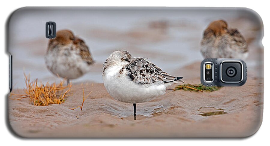 Calidrisalba Galaxy S5 Case featuring the photograph Sanderling roost by Paul Scoullar