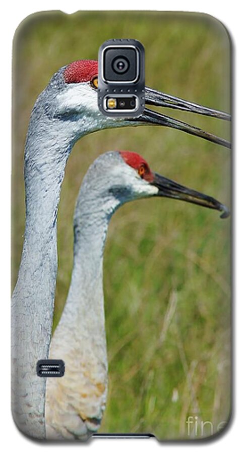 Sandhill Crane Galaxy S5 Case featuring the photograph Sandhill Crane Portraits w-Grub by Lynda Dawson-Youngclaus