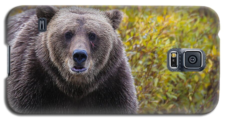 Bear Galaxy S5 Case featuring the photograph Scar by Kevin Dietrich