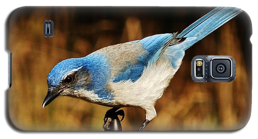Jay Galaxy S5 Case featuring the photograph Scrub Jay by VLee Watson