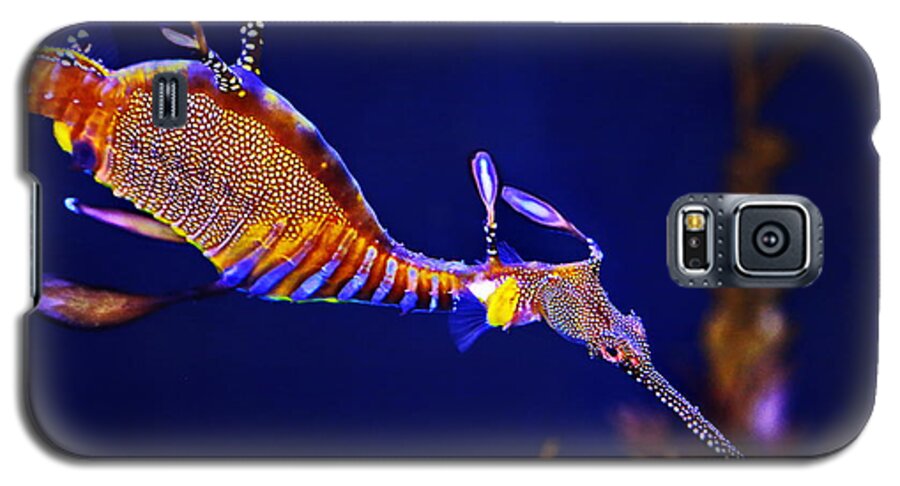Sea Dragon Galaxy S5 Case featuring the photograph Sea Dragon by Russ Harris