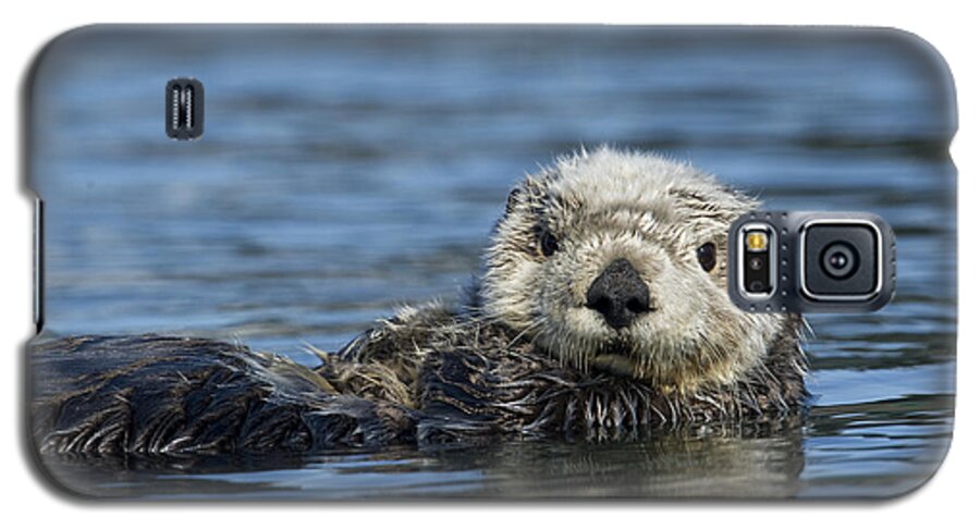 Michael Quinton Galaxy S5 Case featuring the photograph Sea Otter Alaska by Michael Quinton