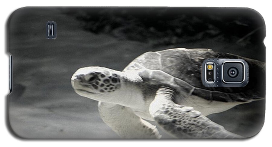 Turtle Galaxy S5 Case featuring the photograph Sea Turtle by Amanda Eberly