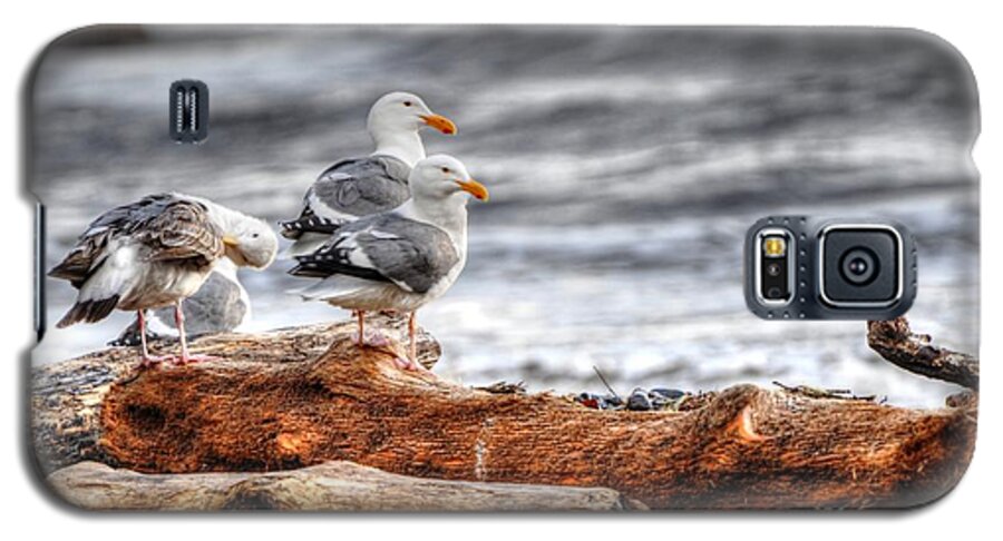 Seagulls Galaxy S5 Case featuring the photograph Seagulls by Phillip Garcia