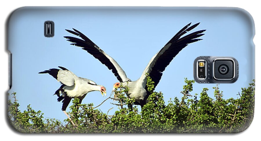 Massai Mara Galaxy S5 Case featuring the photograph Secretaries Building a Nest by AnneKarin Glass