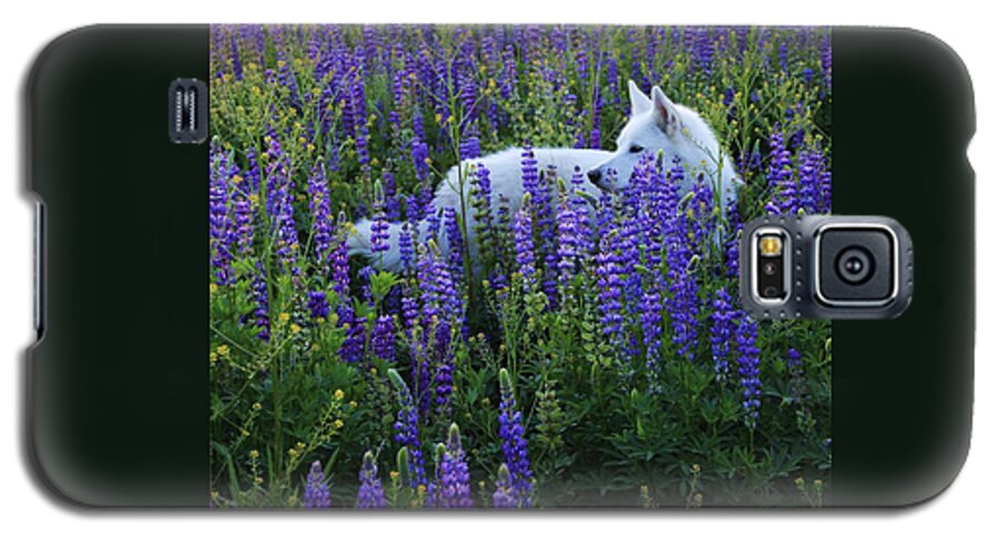 White Wolf Galaxy S5 Case featuring the photograph Sekani in Lupine by Sean Sarsfield