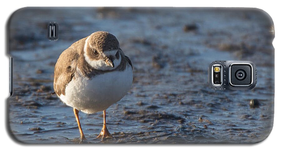 Bird Galaxy S5 Case featuring the photograph Semipalmated Plover by Dusty Wynne
